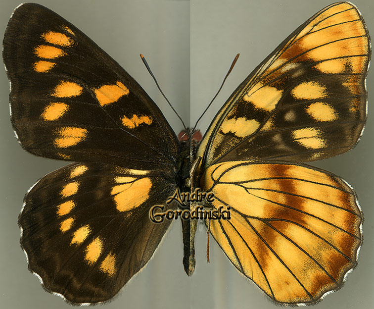 http://www.gorodinski.ru/nymphalidae/Limenitis sinensium.jpg